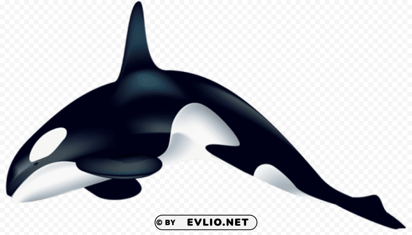 orca PNG transparent artwork