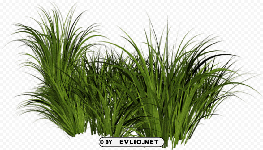 tall grass background HighQuality Transparent PNG Isolated Object