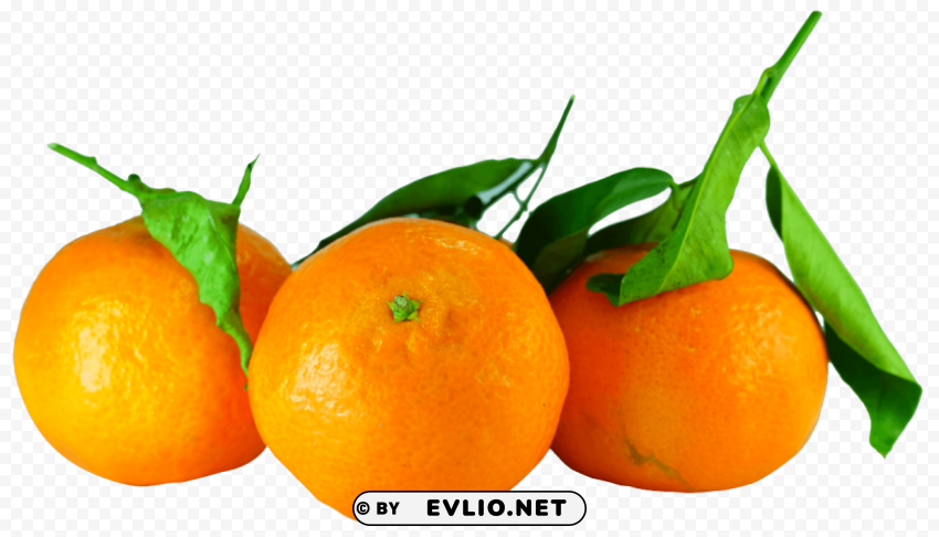Tangerines with Leaves PNG Graphic Isolated with Clarity