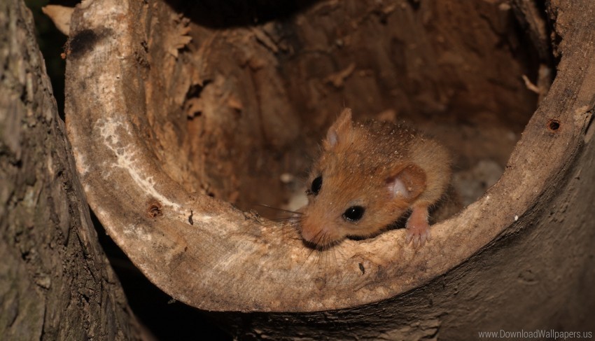 Burrow Climb Dormouse Wallpaper PNG Clipart With Transparency