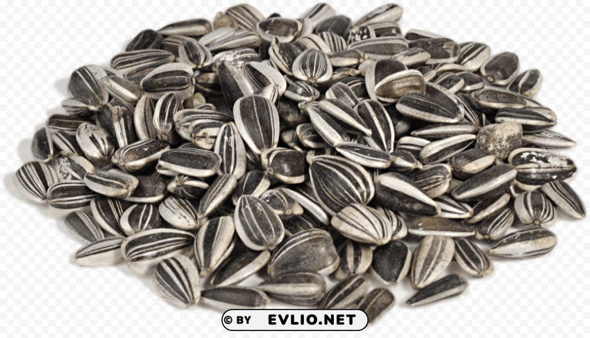 sunflower seeds PNG file with no watermark