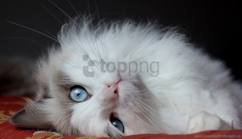 cat eyes fluffy cat handsome cat lies wallpaper PNG with transparent overlay