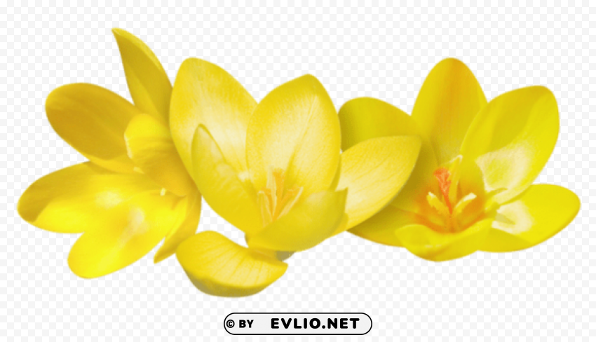 crocus PNG images with no fees