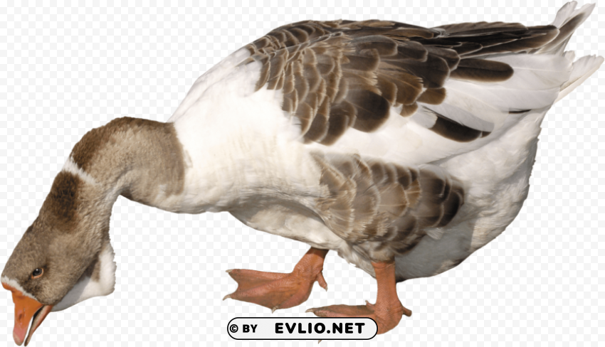 duck PNG graphics with alpha channel pack