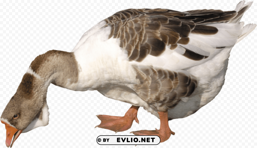 goose HighQuality Transparent PNG Object Isolation