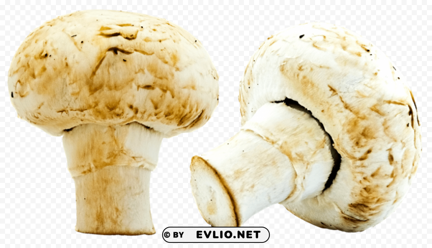 mushrooms PNG images with clear alpha layer