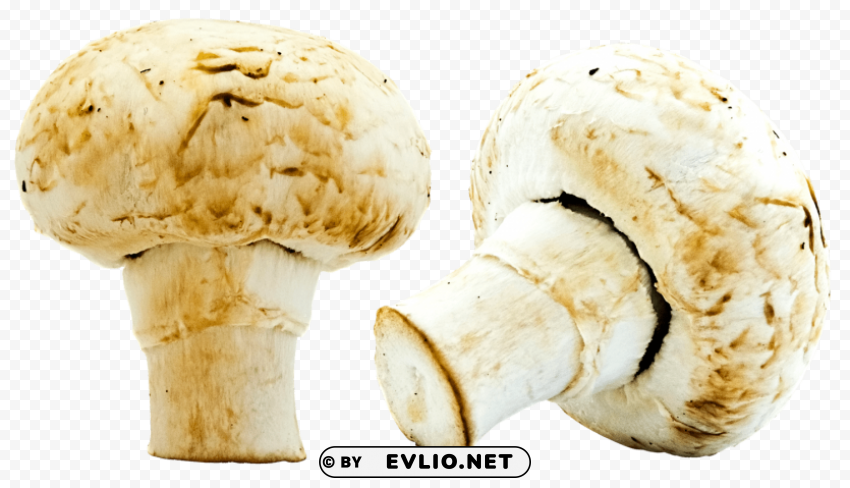 Mushrooms PNG Images With Clear Alpha Layer