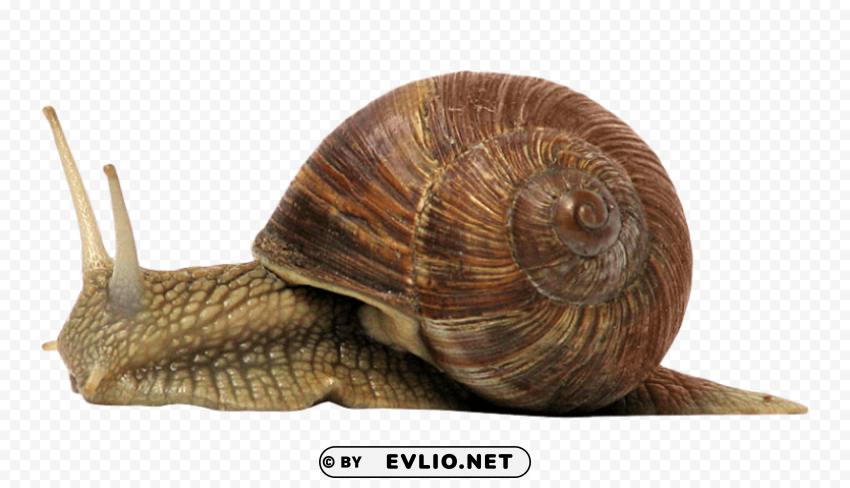 snail Transparent Background Isolation of PNG