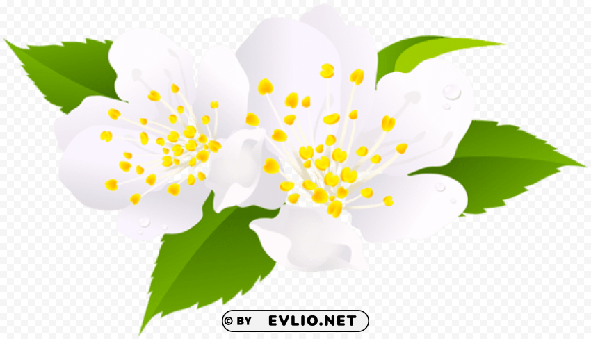 Spring Bloom PNG Isolated