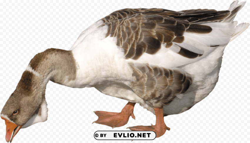young goose PNG for social media