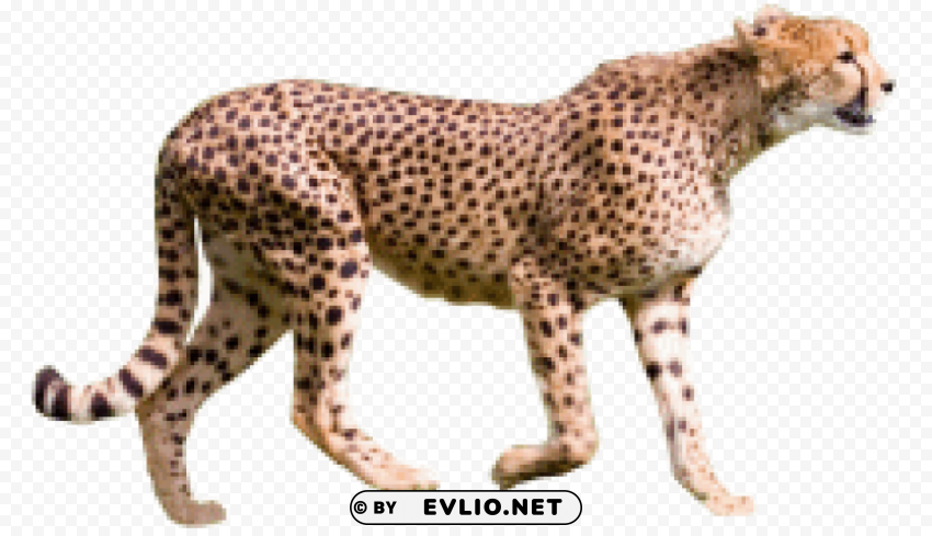 cheetah PNG for educational use