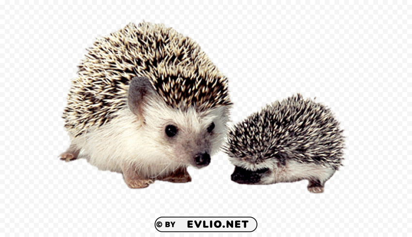 Hedgehog Mother And Baby PNG Transparency Images