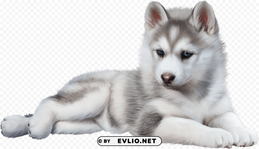 baby husky PNG images without BG PNG transparent with Clear Background ID 7a3573d4