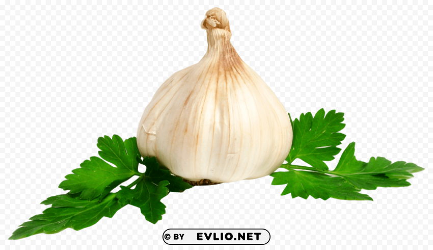 garlic Clean Background Isolated PNG Illustration