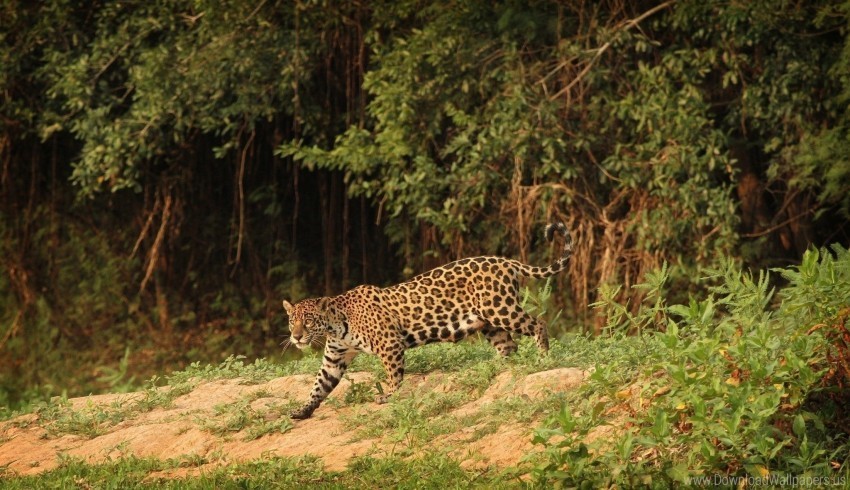 jaguar predator wild cat wallpaper PNG graphics with alpha channel pack