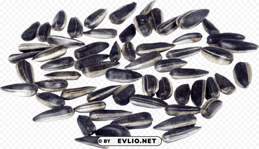 sunflower seeds PNG files with clear backdrop assortment