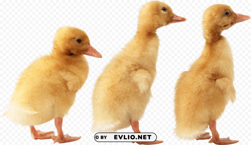 3 little cute ducklings PNG files with no background wide assortment
