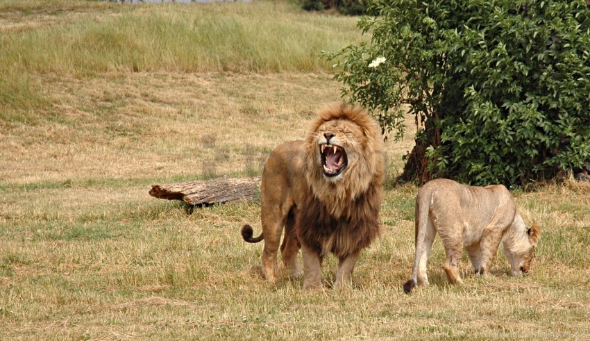 aggression field grass hunting lion lioness timber wood wallpaper Transparent background PNG stock