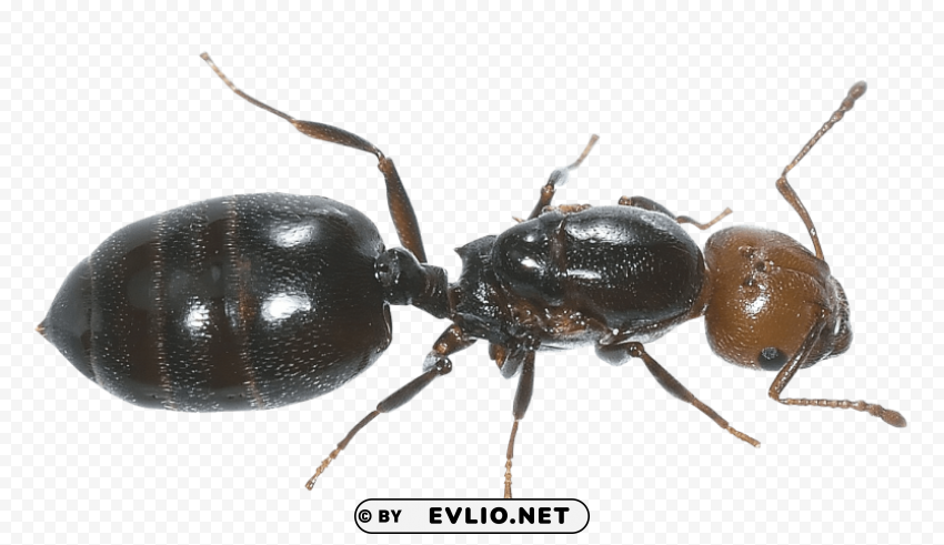 ant PNG Graphic with Transparent Isolation