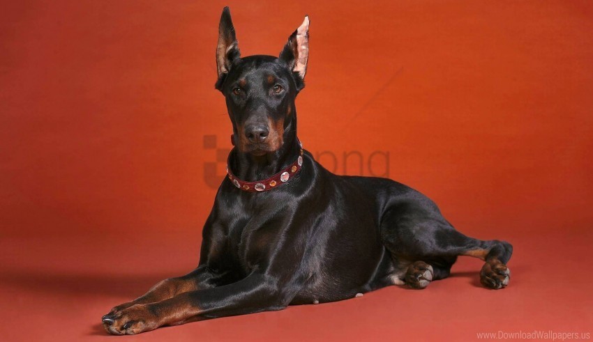 breed doberman dog red wallpaper Isolated Subject on Clear Background PNG