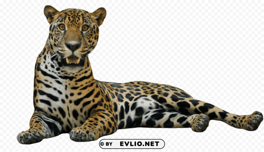 jaguar Transparent PNG Isolated Element with Clarity