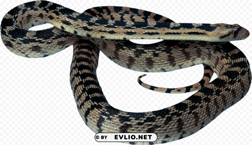 snake ClearCut Background Isolated PNG Art