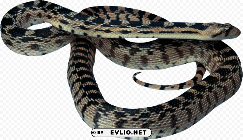 snake free desktop Transparent Background Isolated PNG Art