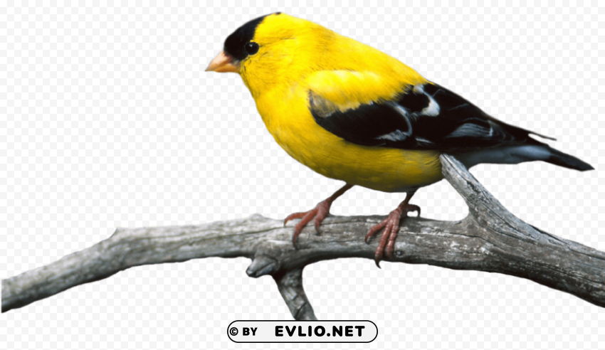 bird on branch PNG images with clear alpha channel broad assortment
