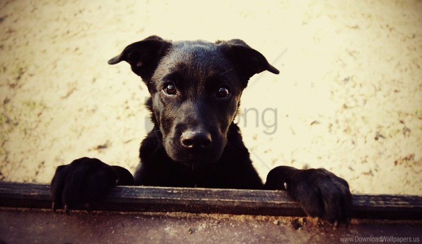 black dog muzzle paws wallpaper Transparent background PNG images comprehensive collection