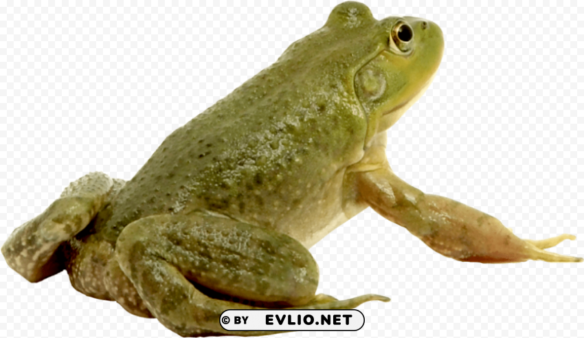 frog Isolated Object in HighQuality Transparent PNG