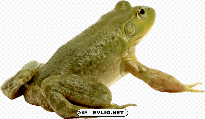 frog PNG with alpha channel