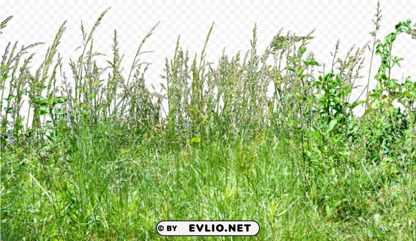 tall grass grass Isolated Character on Transparent PNG