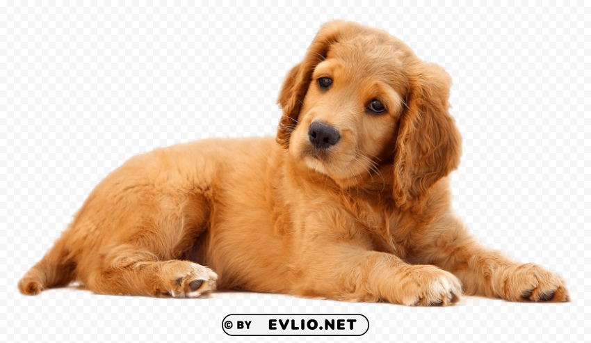 dog ClearCut Background Isolated PNG Art