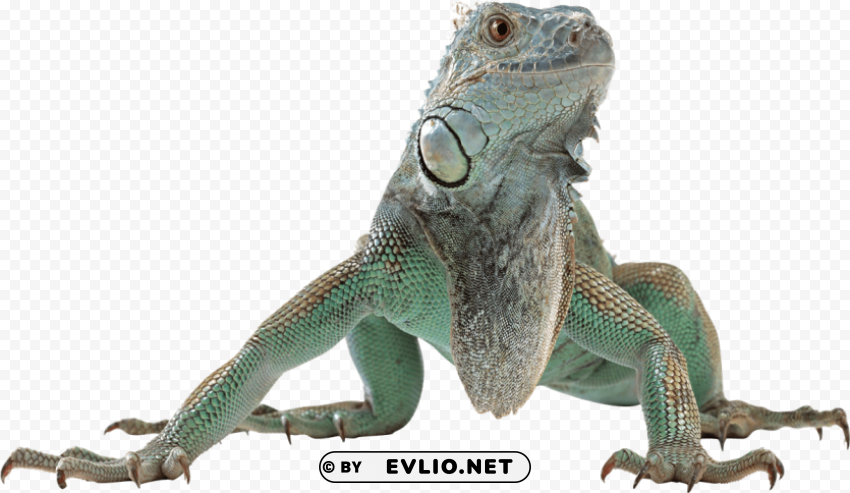 lizard free desktop PNG with isolated background