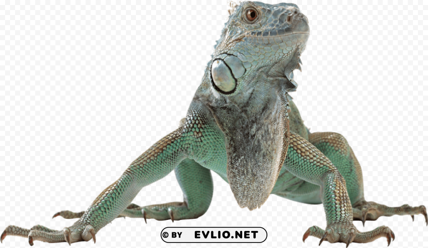 Lizard Free Desktop PNG With Isolated Background