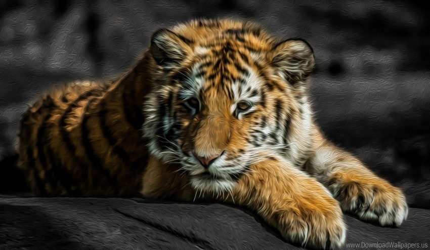 baby cat lie down predator tiger wallpaper HighResolution Transparent PNG Isolation