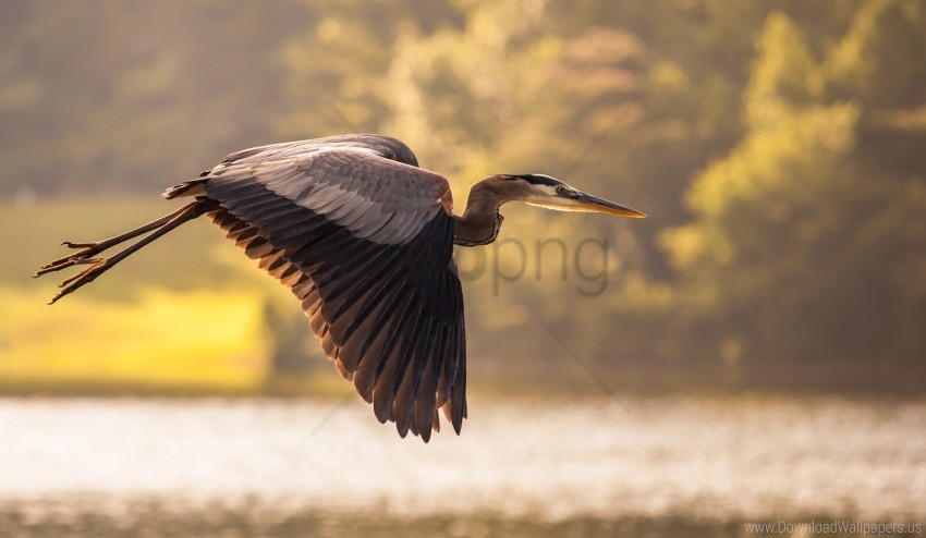 bird crane flying heron pond water wallpaper PNG images for mockups