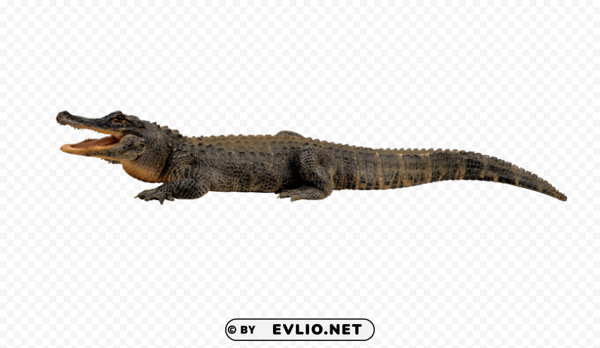 crocodile Isolated Element in Clear Transparent PNG