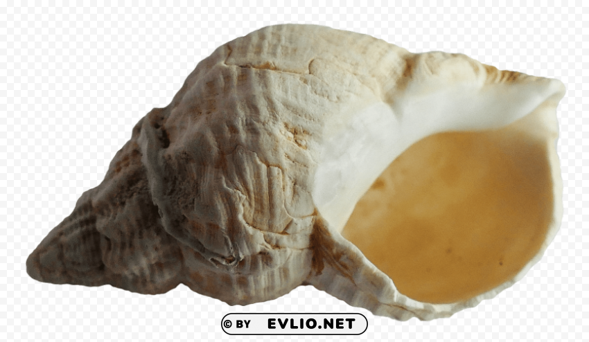 sea ocean shell PNG images without BG