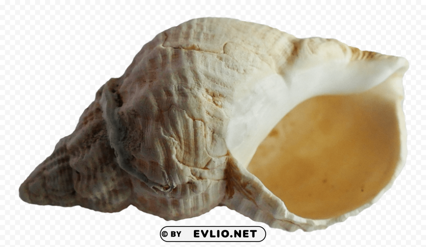 PNG image of Sea Shell Transparent PNG image free with a clear background - Image ID c432331e