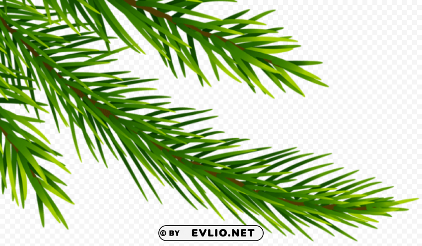 corner pine branch Isolated Graphic on HighQuality PNG