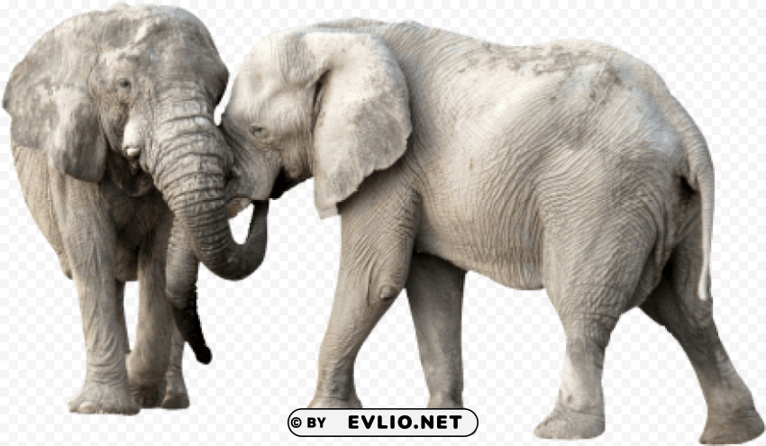 elephant Transparent PNG pictures for editing