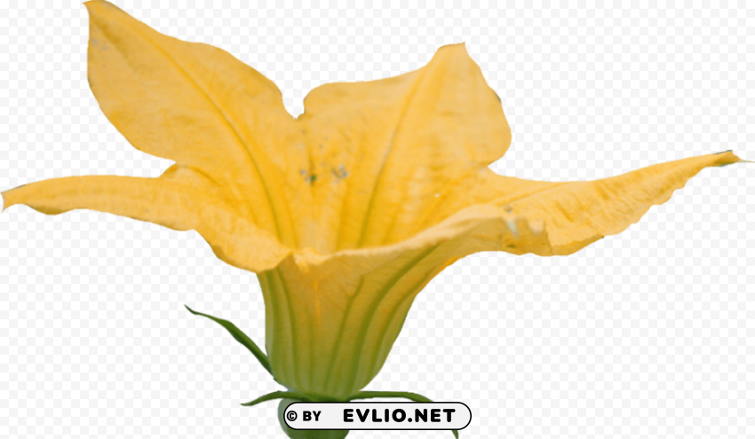 pumpkin flower Isolated Graphic on HighQuality Transparent PNG