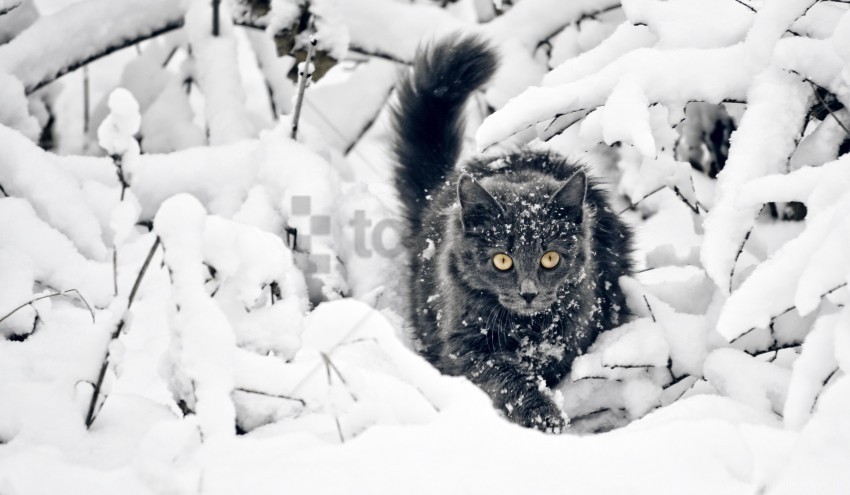snow the cat winter wallpaper PNG pictures without background