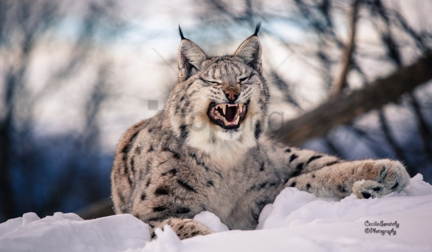 big cat lynx predator snow wallpaper PNG pictures with no background