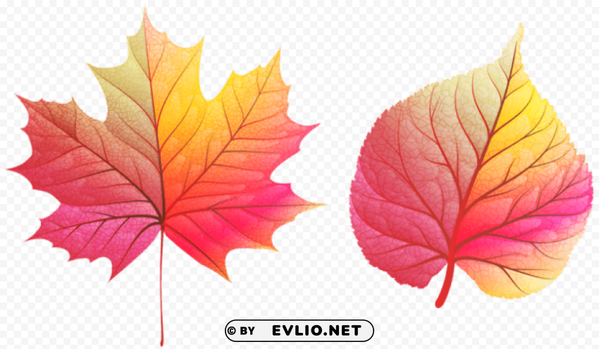 colorful autumn leaves Isolated Item with HighResolution Transparent PNG