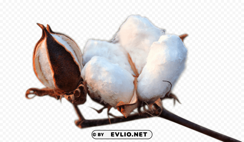cotton Transparent PNG images database