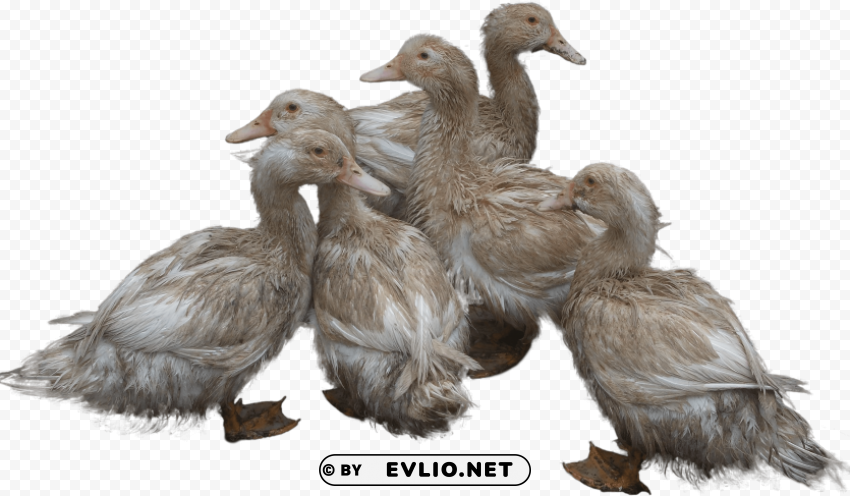 duck PNG Graphic with Transparent Isolation