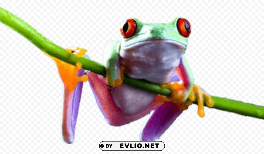 frog on branch PNG Isolated Illustration with Clear Background