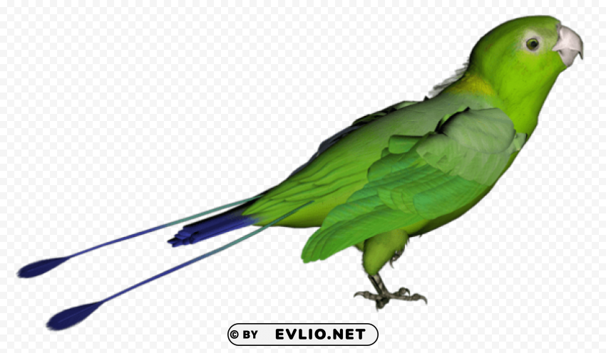 green parrot Free download PNG images with alpha channel